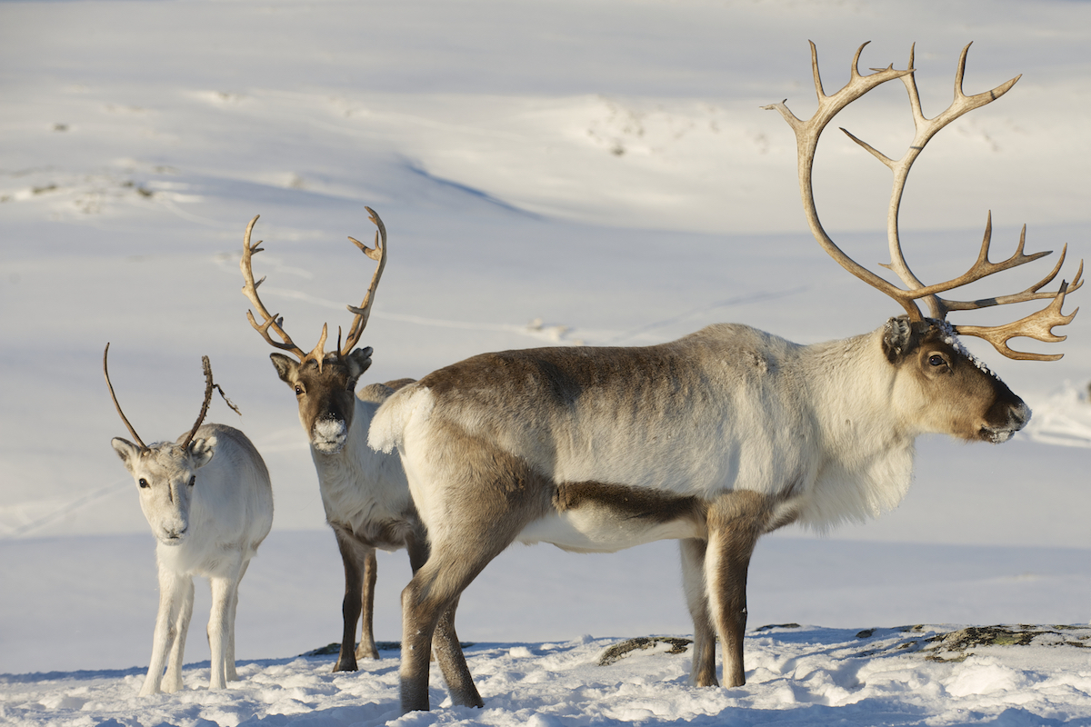 A family of reindeer