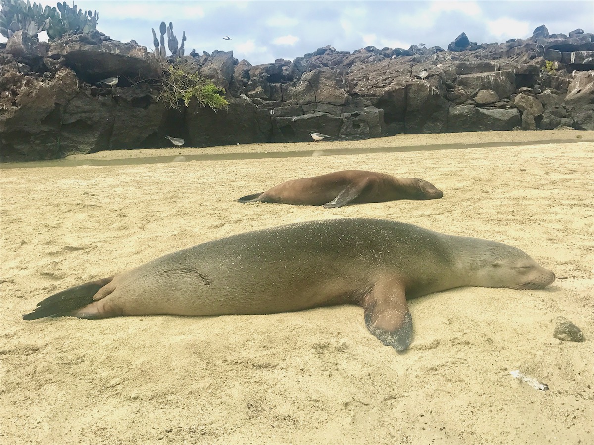 Sea lions sleep on the sand in the Galapagos Islands