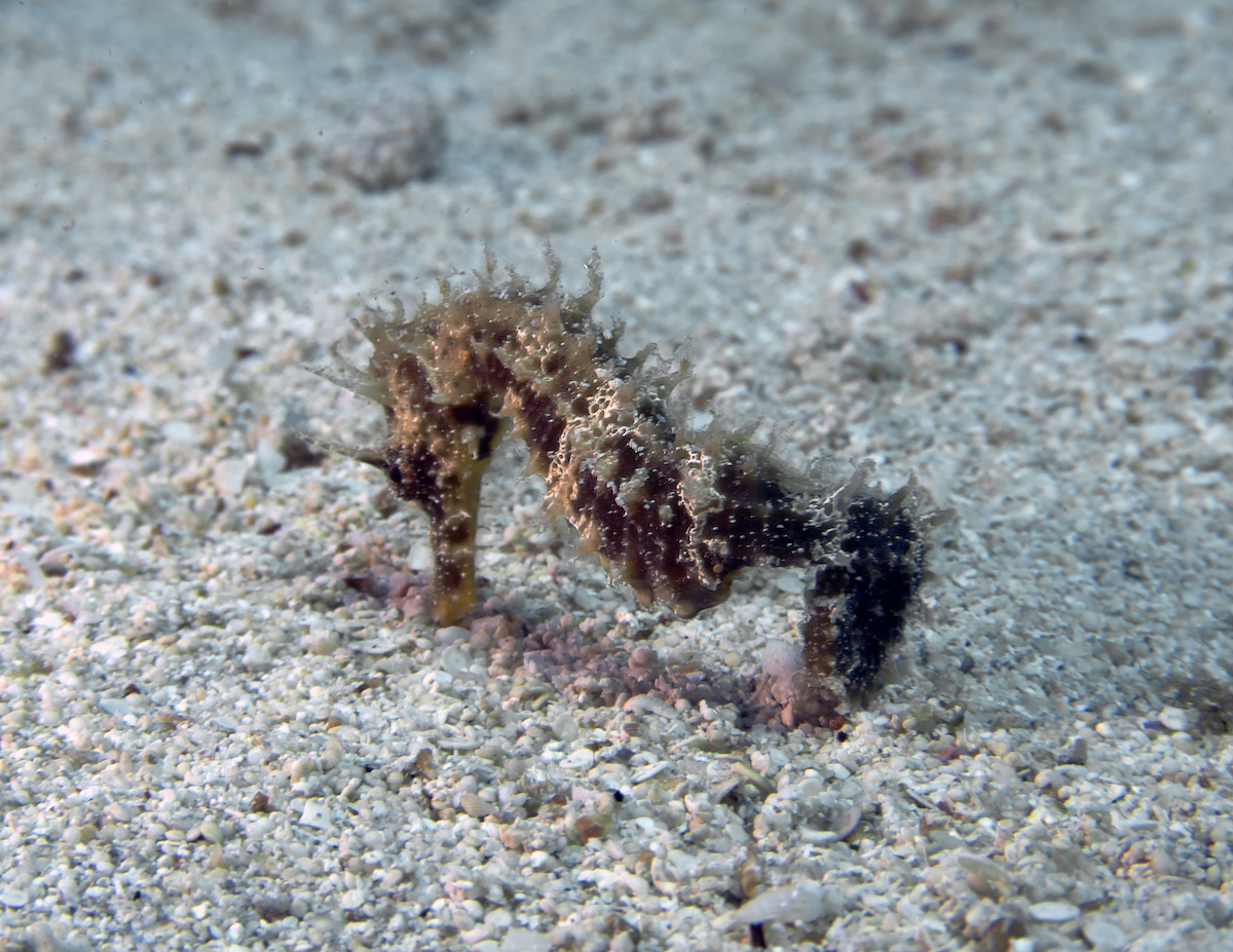 A seahorse nibbles at the pebbles in water.