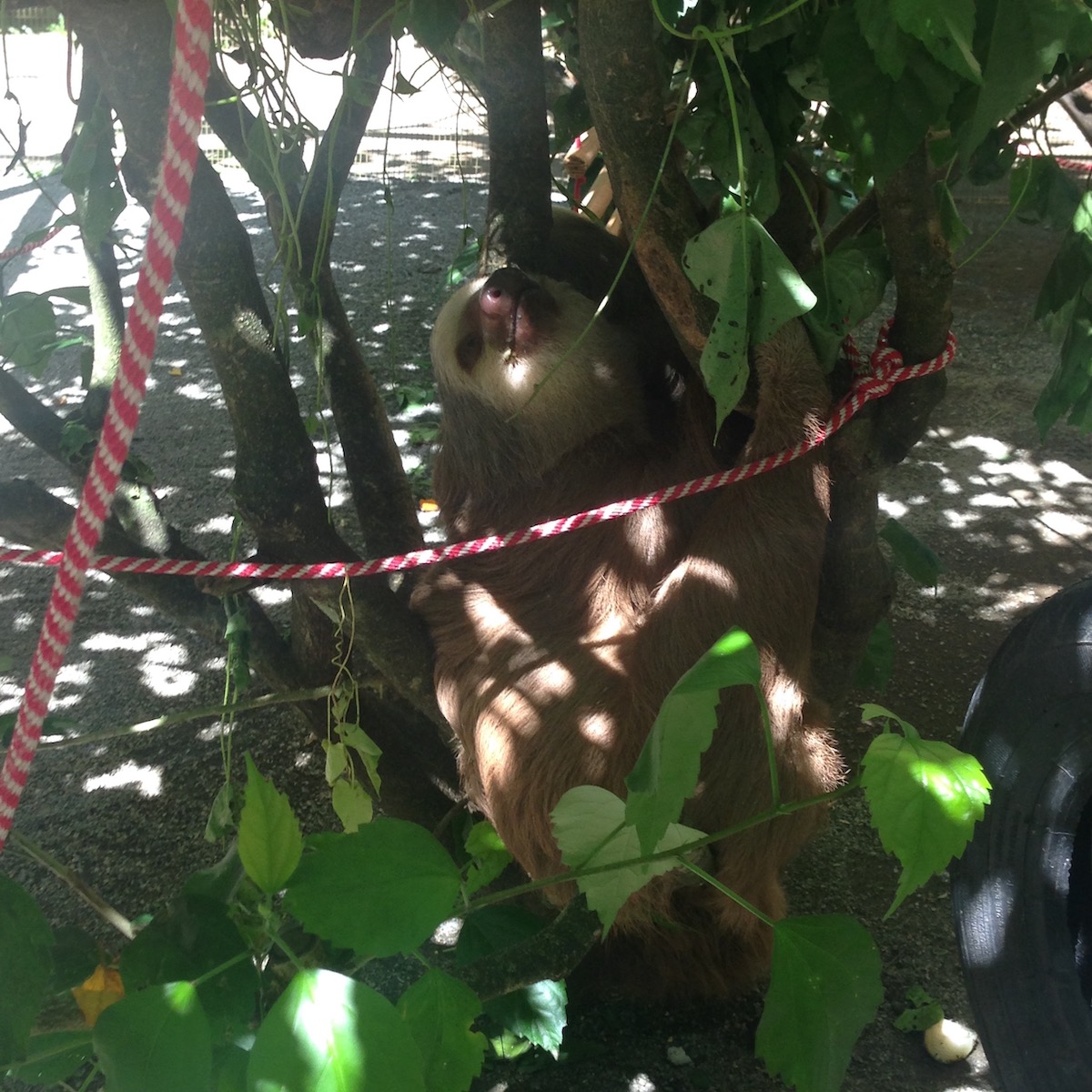 A sleeping sloth hugs a tree in Puerto Viejo, Costa Rica