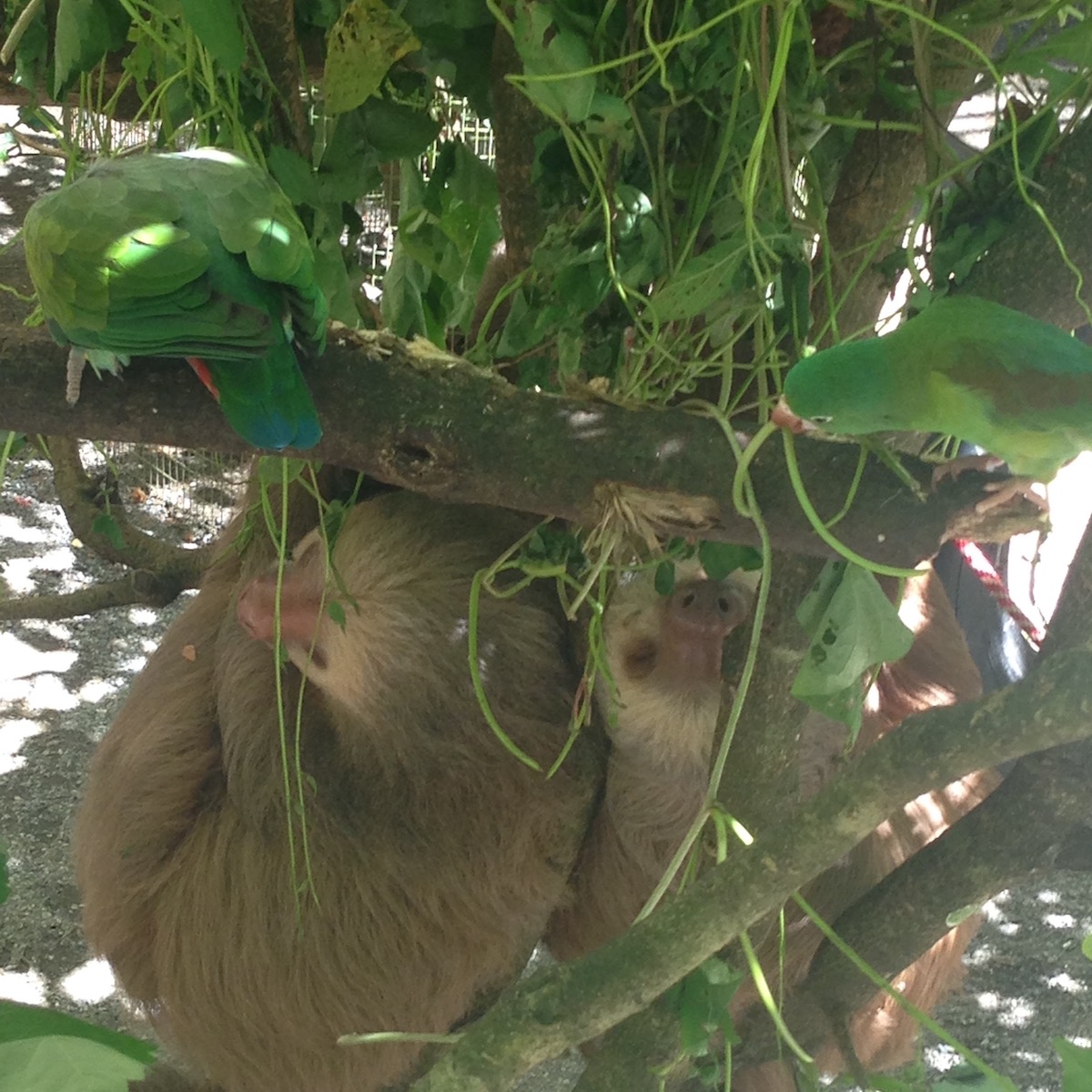Two sloths hanging asleep together in a Costa Rican sanctuary.