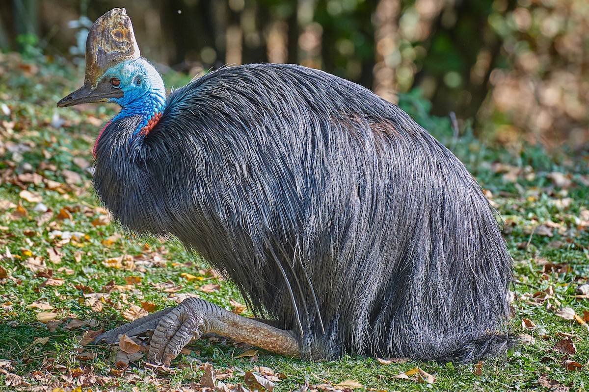 A large scary bird in Australia.