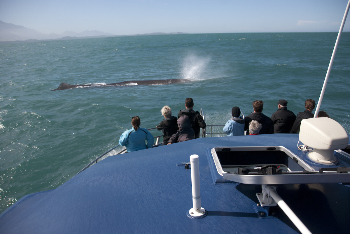 Massive Sperm whale breathing in front of whale watching boat