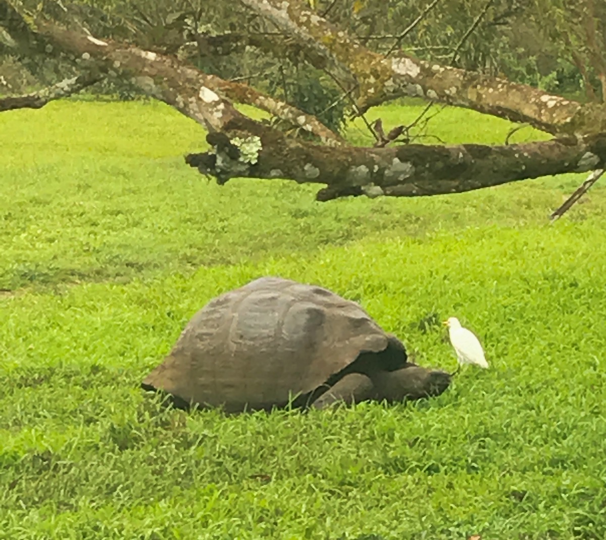 A tortoise walks with a white bird sitting on its nose 