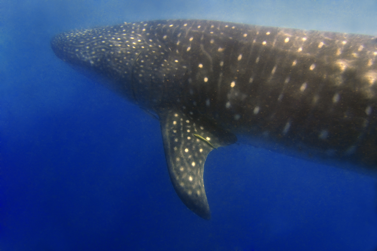 A giant whale shark stalks the blue water of Donsol in the Philippines.