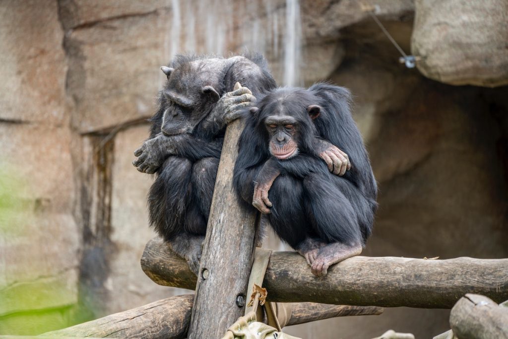 Two bored chimps